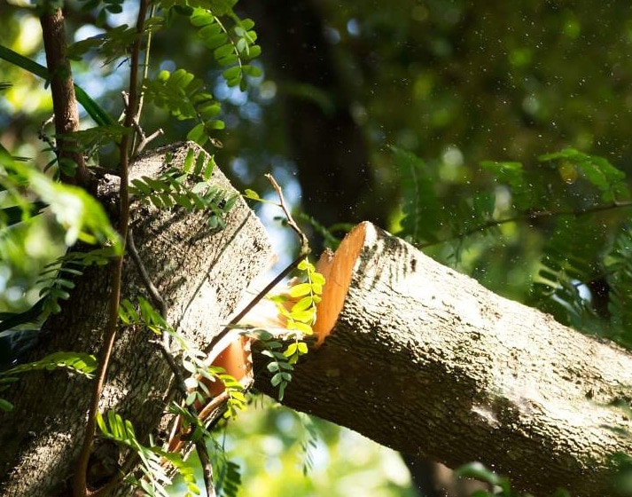 Erie Tree Trimmers Contact Best Tree Removal Erie PA