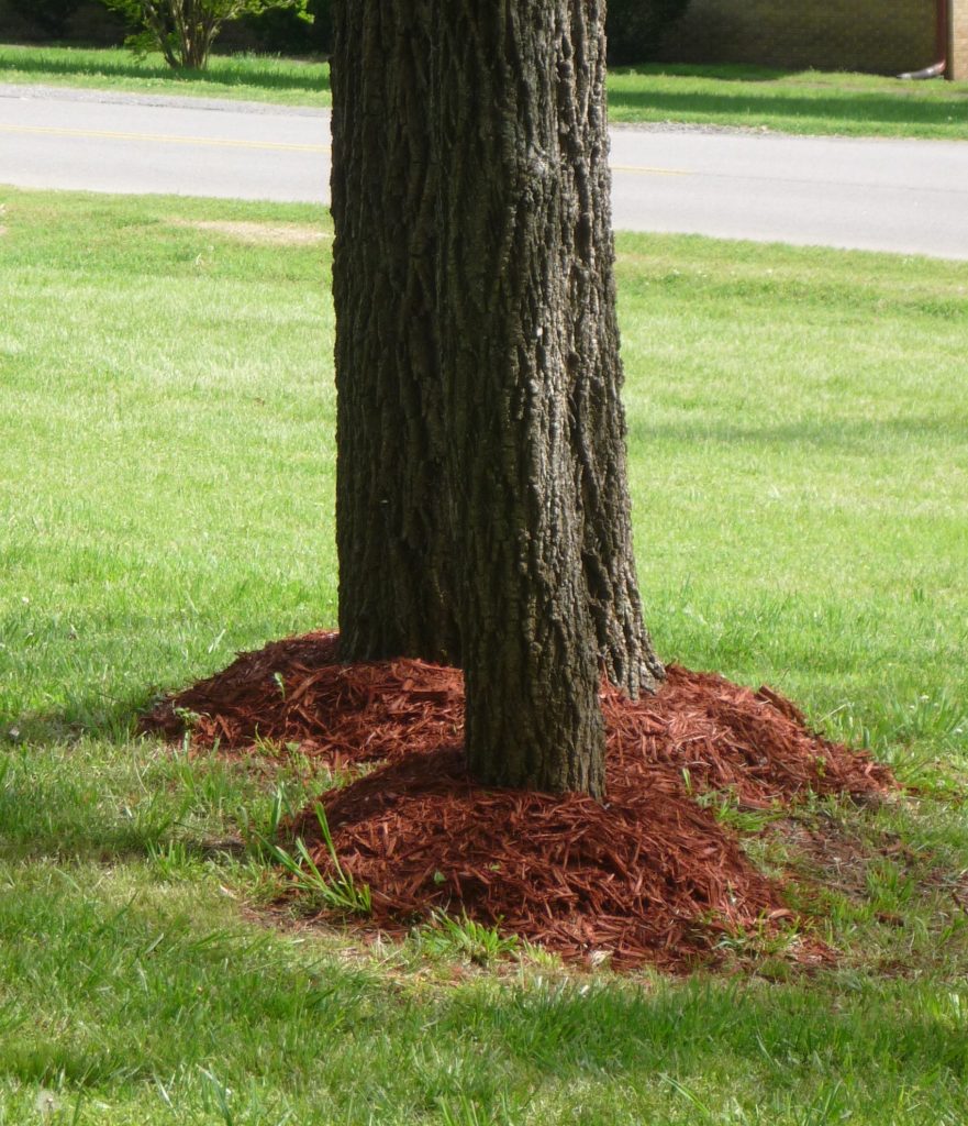 Tree Mulching in Erie Erie Tree Trimmers Pennsylvania