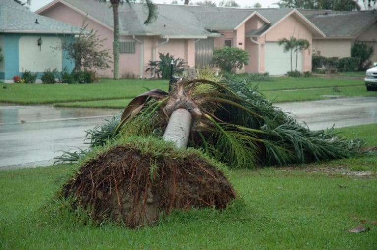 Emergency Tree Service &amp; Tree Removal Erie Tree Trimmers